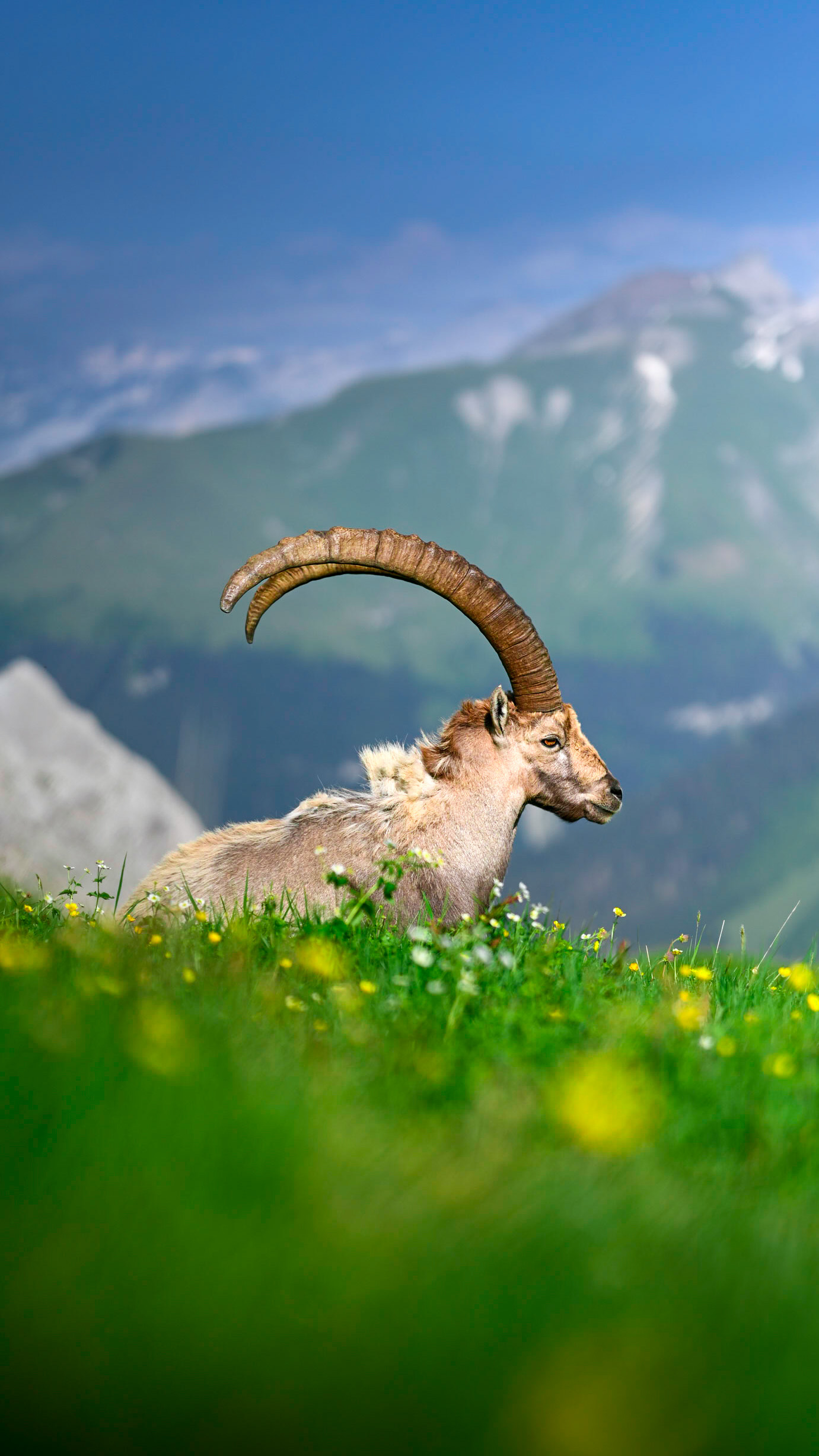 Bouquetin observé au lever du jour lors d’un bivouac au lac Blanc
